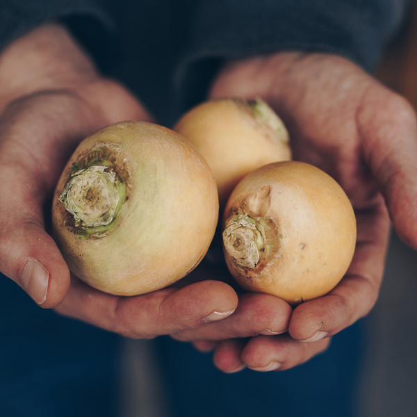 3 Goldballrübchen in zwei Händen gehalten