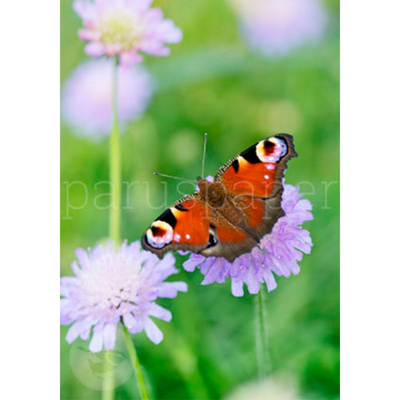 Produktfoto zu Postkarte Pfauenauge