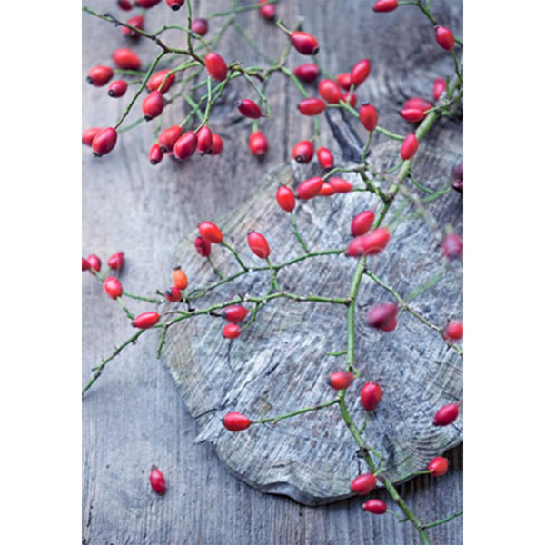 Produktfoto zu Postkarte Herbstfreude
