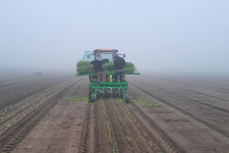 Fenchelpflanzung im Nebel mit kleinem Trecker