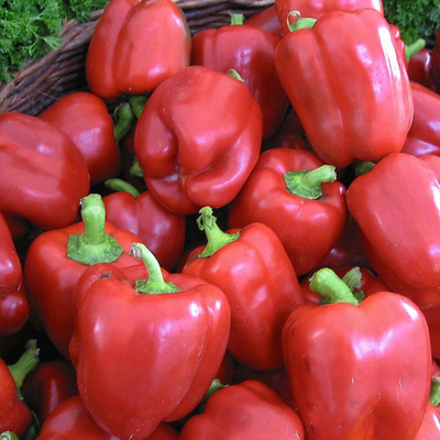 Produktfoto zu Paprikapflanze Yolo Wonder