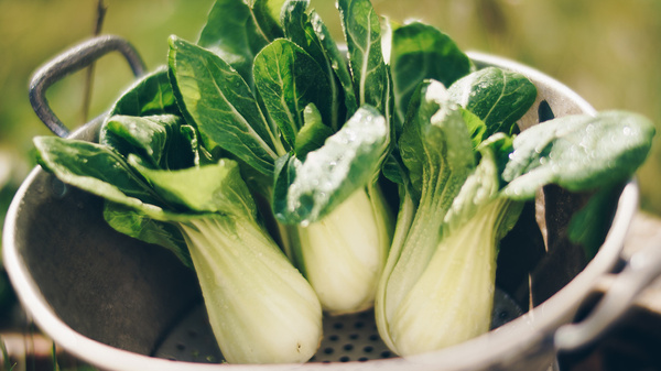 Nahaufnahme von Pak Choi