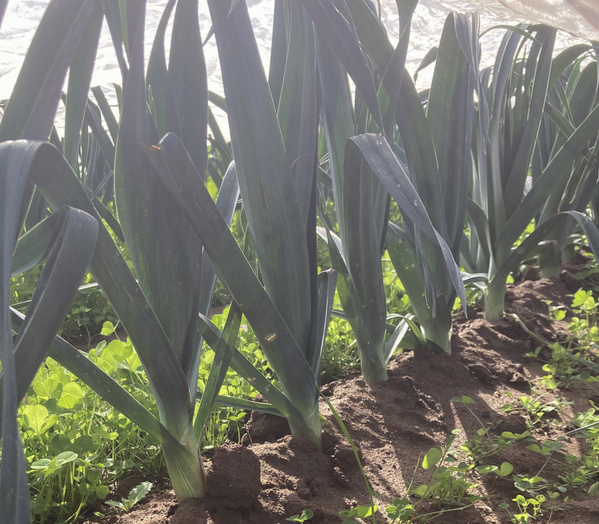 KI generiert: Nahaufnahme von Grünpflanzen (Lauch) in einer Reihe, im Sonnenlicht wachsend.