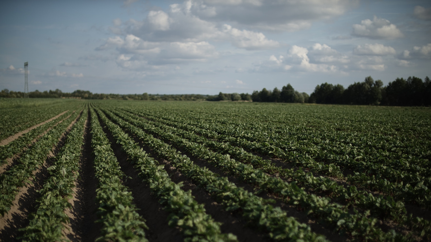 Feldbild mit Reihen von Kartoffelkulturen
