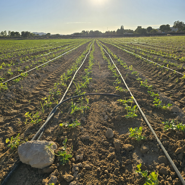 KI generiert: Das Bild zeigt ein landwirtschaftliches Feld mit jungen Pflanzenreihen, die von einem Bewässerungssystem durchzogen werden. Im Hintergrund ist der Sonnenaufgang oder -untergang zu sehen.