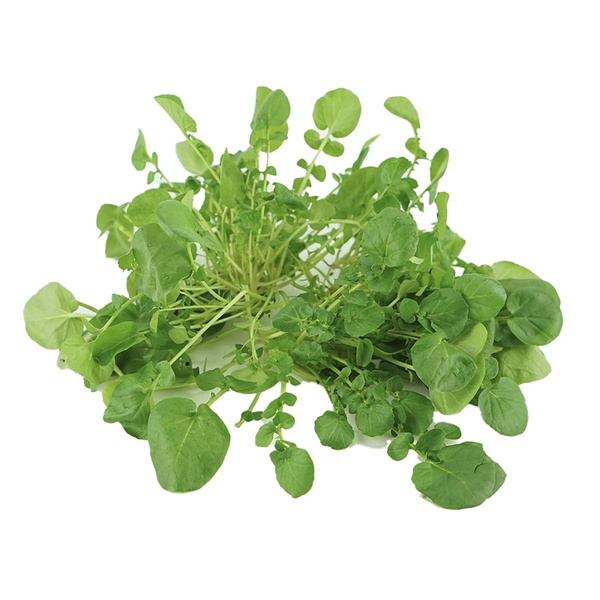 Produktfoto zu Brunnenkresse