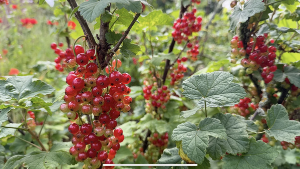 Rote Johannisbeeren an Sträuchern in einem Garten.