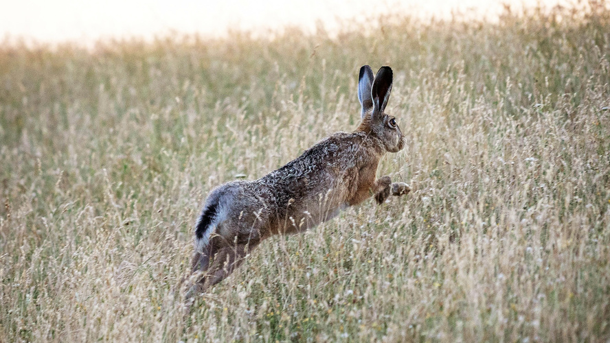 Der Osterhase hüpft eilig über die Wiesen
