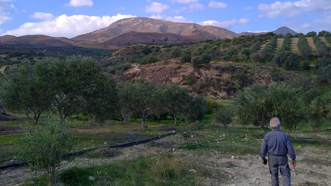 Grünland Bio Lieferant Ölkännchen Olivenplantage