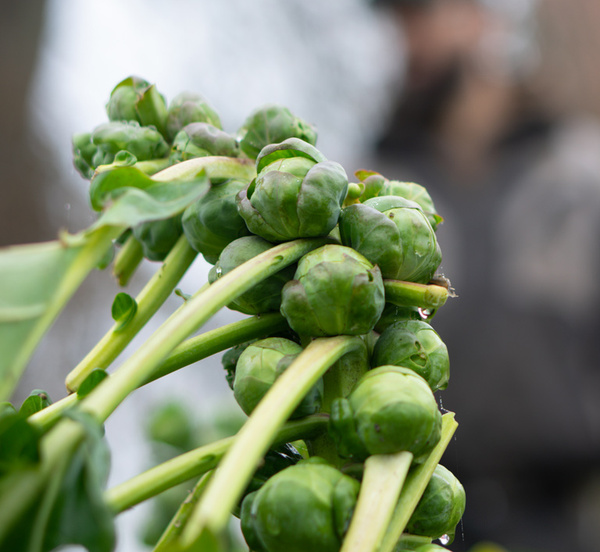 Das Bild zeigt eine Nahaufnahme eines Rotkohlkopfs mit detailreichen, übereinanderliegenden Blättern. Der Hauptinhalt ist die Struktur und Farbe der Kohlblätter.