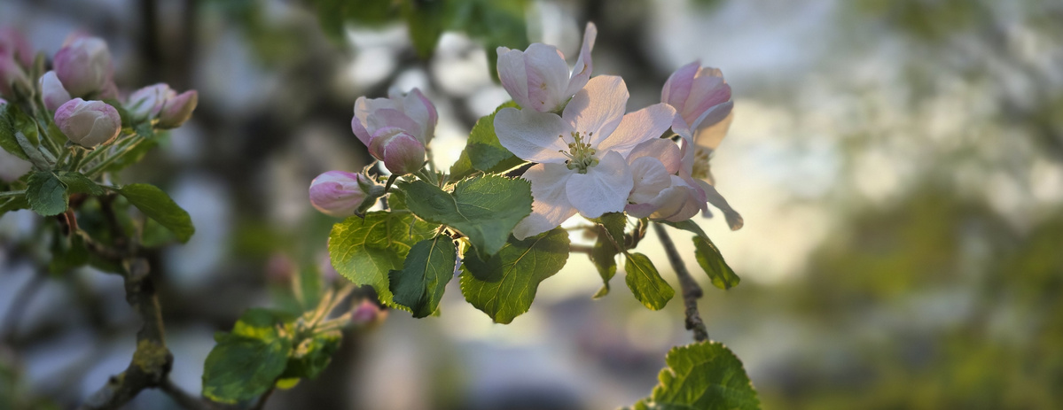 KI generiert: Nahaufnahme von zartrosa Apfelblüten an einem Ast mit unscharfem Hintergrund.
