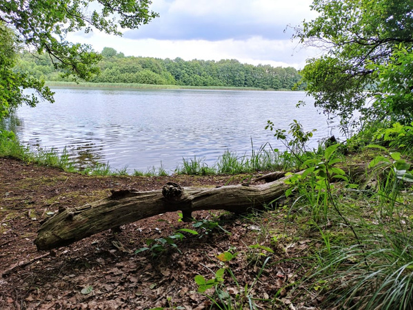 KI generiert: Ein ruhiger See umgeben von Bäumen und einem umgestürzten Baumstamm am Ufer.