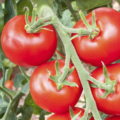 Produktfoto zu Tomatenpflanze Hellfrucht