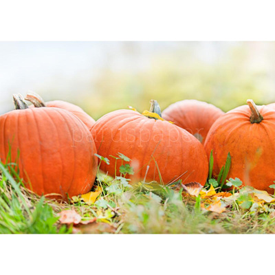 Produktfoto zu Postkarte Kürbisfreuden