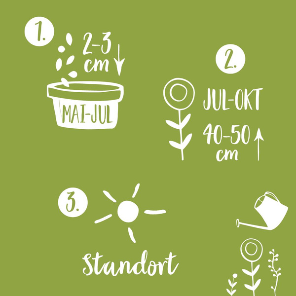 Bild Kurzanleitung Aufzucht Sonnenblumen Bienenparadies