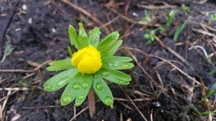 Winterling mit Tautropfen auf den Blättern im Winterbeet