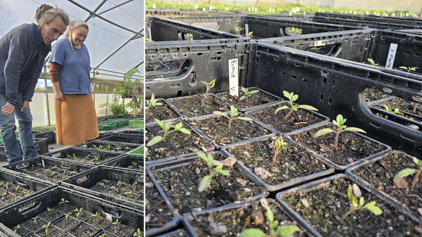 KI generiert: Zwei Personen betrachten Setzlinge in einem Gewächshaus; rechts Nahaufnahme der Pflanzen in Pflanzkästen.