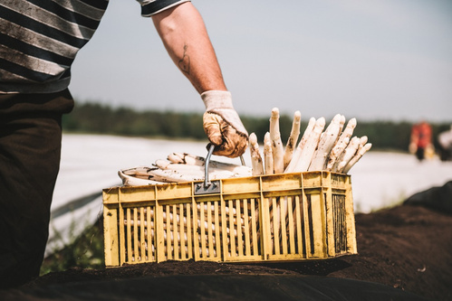 KI generiert: Eine Person trägt eine gelbe Kiste mit frisch geerntetem weißem Spargel auf einem Feld.