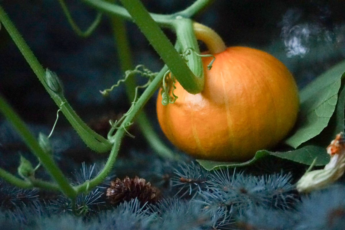 Ein Kürbis mit Ranken, der in einen Tannenbaum hineinwächst und auf einem Tannenzweig liegt.