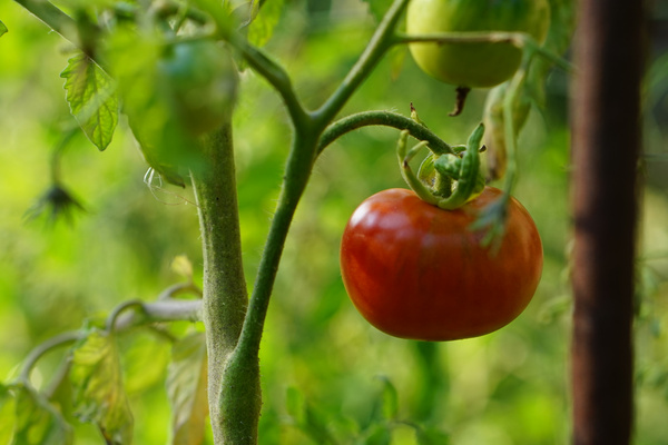 KI generiert: Reife Tomate an der Pflanze, umgeben von grünen Blättern im Garten.
