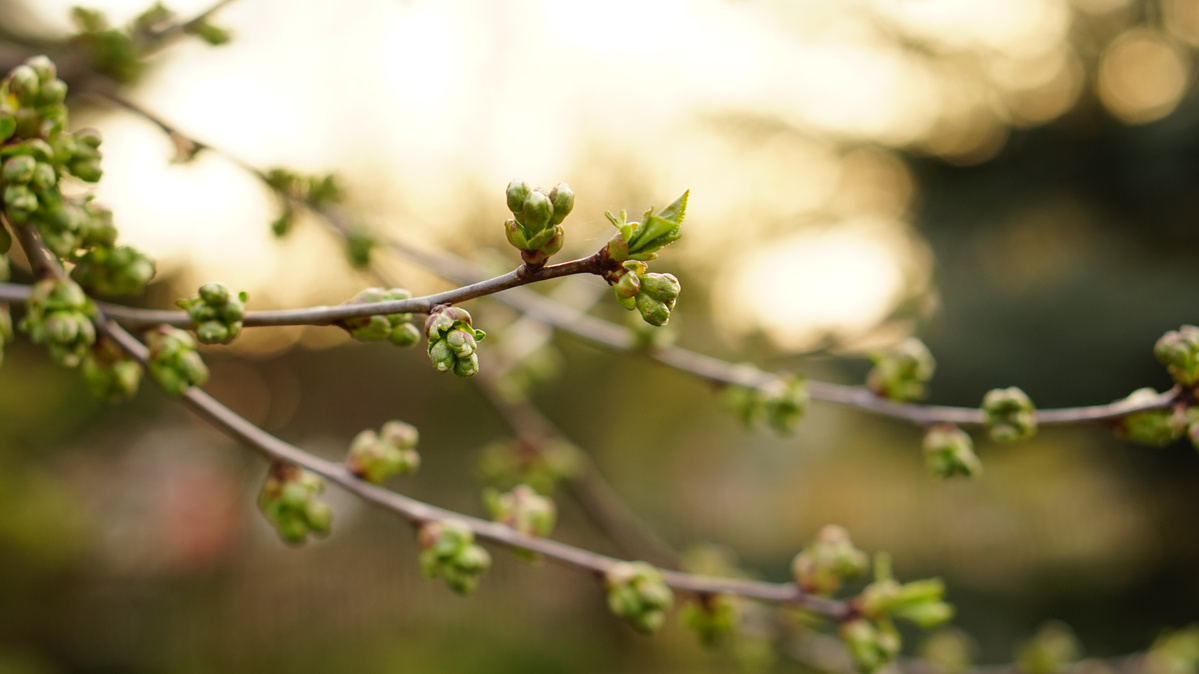 Kirschblütenknospen am Zweig