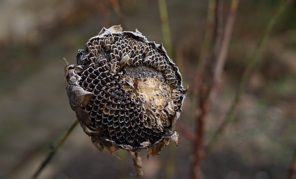 Leergefressene Sonnenblumenblüte im Wintergarten