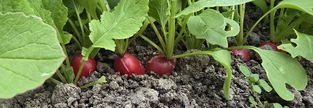 KI generiert: Radieschen wachsen im Gartenboden, umgeben von grünen Blättern.