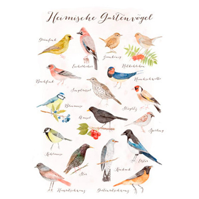 Produktfoto zu Postkarte Heimische Gartenvöge