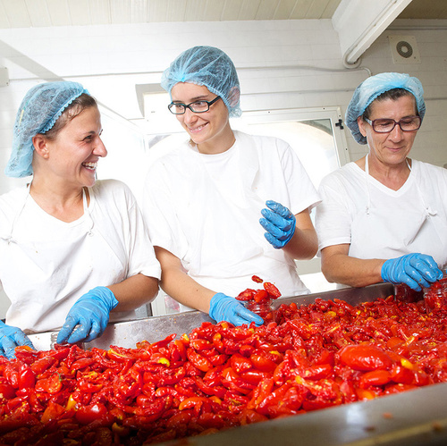 Teambild bei Tomatenlese am Band von LaSelva