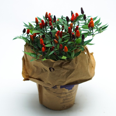 Produktfoto zu Topf-Chili bunt