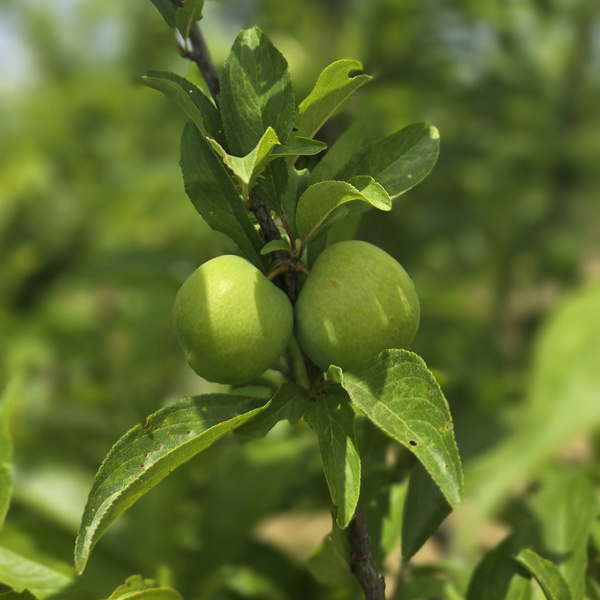 KI generiert: Zwei grüne Früchte an einem Ast mit grünen Blättern im Fokus.