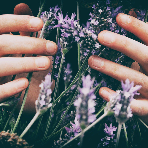 KI generiert: Hände umfassen Lavendelblüten.