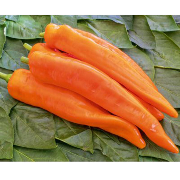 Produktfoto zu Paprikapflanze Kyra