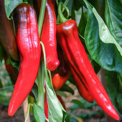 Produktfoto zu Paprikapflanze Corno Rosso