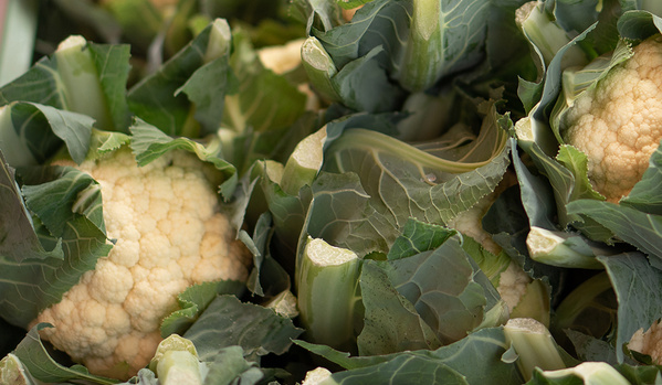 KI generiert: Nahaufnahme von Blumenkohlköpfen mit grünen Blättern.