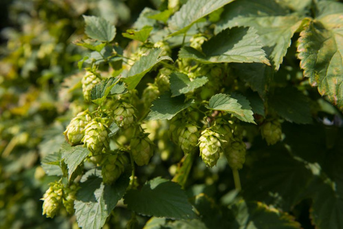 Grünland Bio Lieferant Neumarkter Lammsbräu
