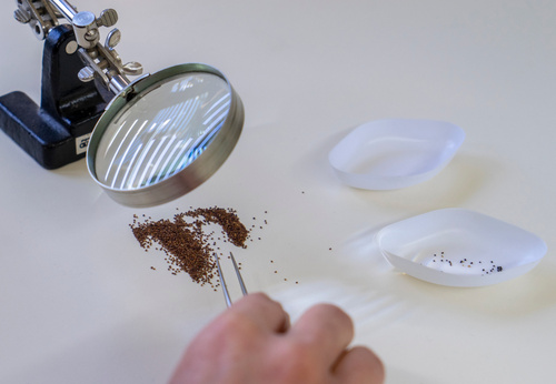 Grünland Bio Lieferant Bingenheimer Saatgut Untersuchung