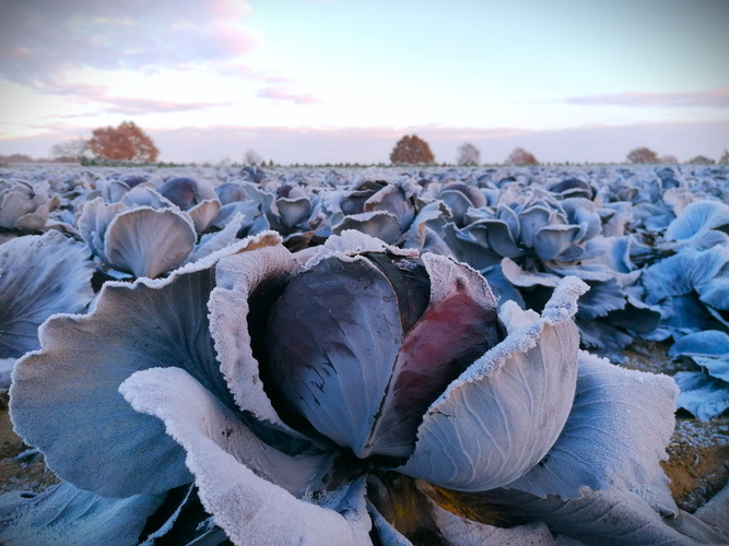 Der Rotkohl trotzt dem Frost auf dem Acker