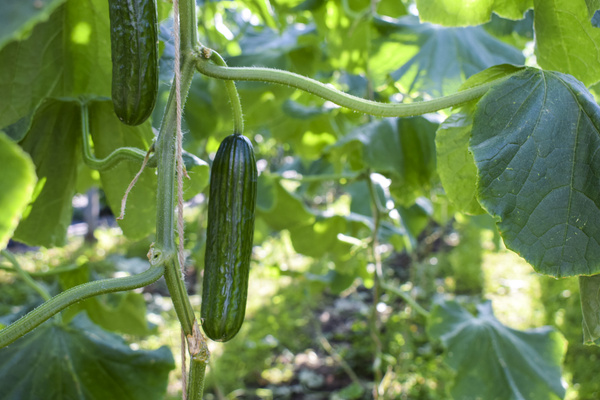 KI generiert: Gurken wachsen an Pflanzenranken mit grünen Blättern in einem Gewächshaus.