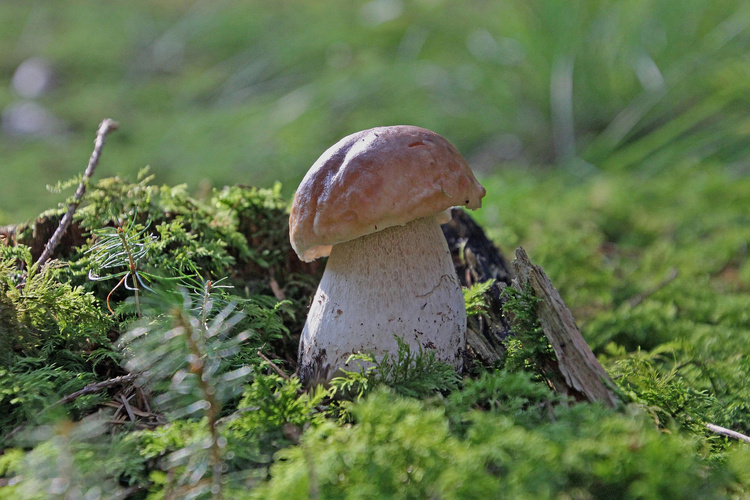 KI generiert: Ein einzelner Pilz wächst aus moosbedecktem Boden im Wald.