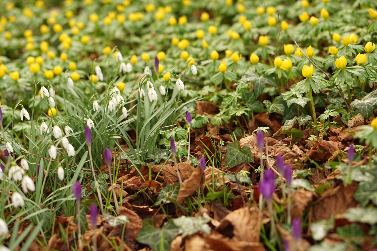 KI generiert: Blumenwiese mit gelben, weißen und violetten Blüten auf Laubboden.