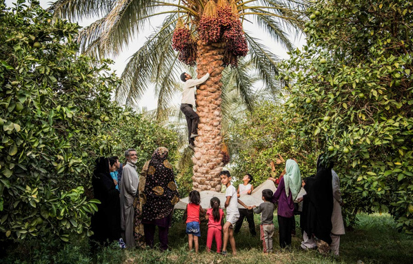 Grünland Bio Lieferant Narafood Dattelernte