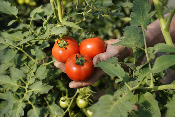 Drei Strauchtomaten frisch geerntet zwischen Tomatenpflanzen