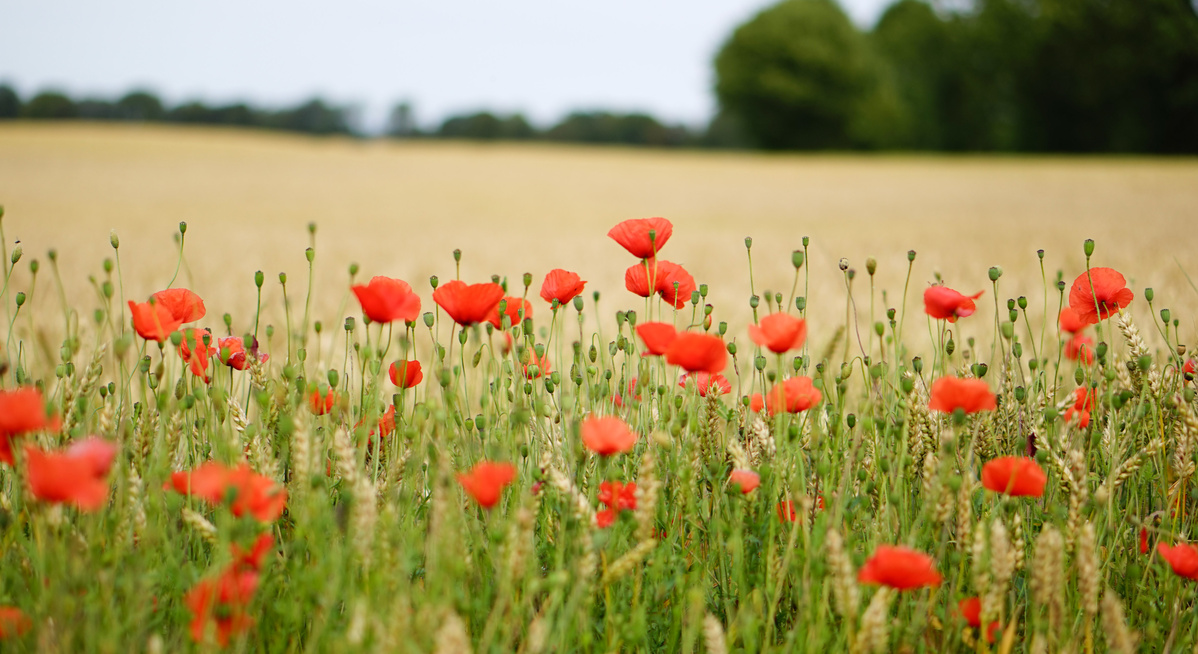 KI generiert: Roter Mohn blüht in einem Feld vor einem Hintergrund aus Getreide und Bäumen.