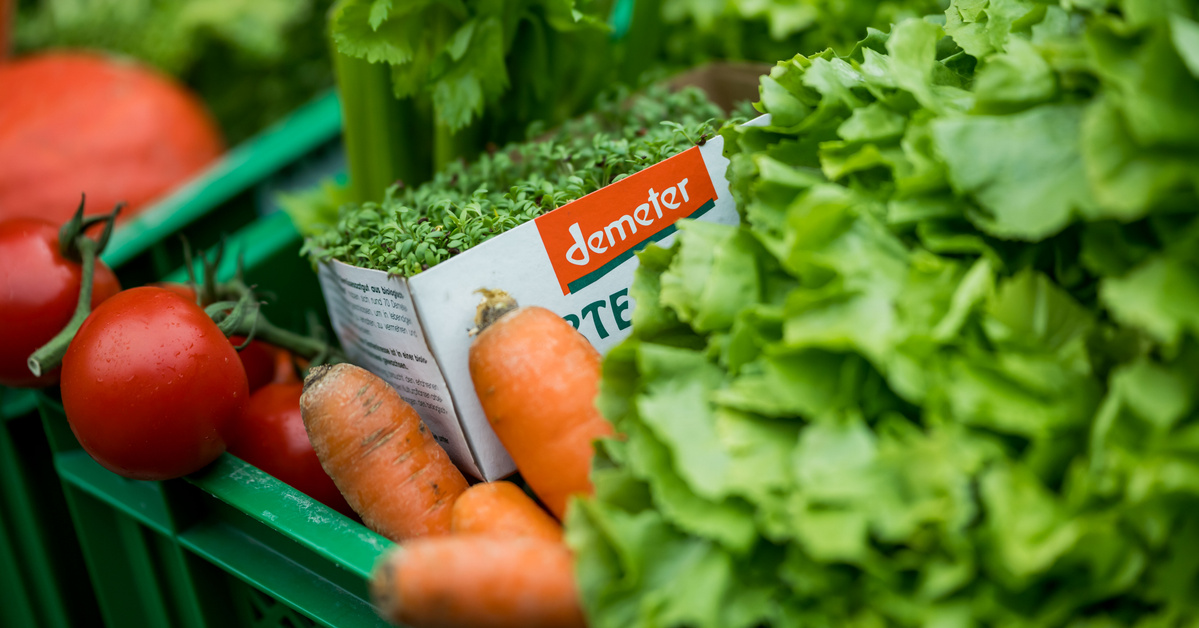 KI generiert: Ein Korb mit frischem Gemüse; Tomaten, Karotten, Salat und "demeter" Etikett sichtbar.