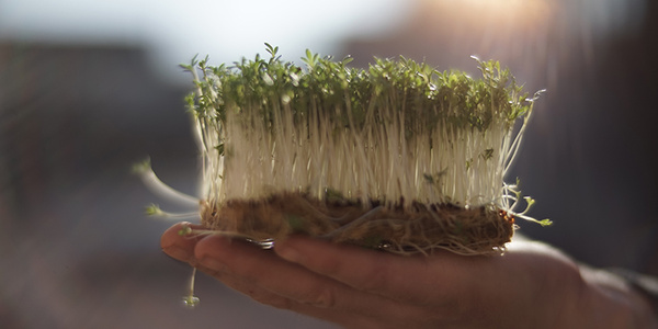 Frische Kresse auf einer flachen Hand