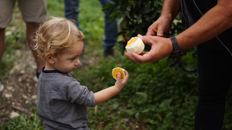Kleines Kind probiert Orange frisch vom Baum auf Plantage