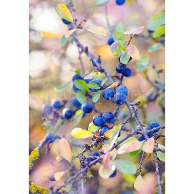 Produktfoto zu Postkarte Schlehen