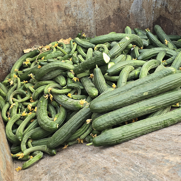 KI generiert: Das Bild zeigt einen Haufen von krumm gewachsenen Gurken in einem Container. Die Gurken sind wahrscheinlich aussortiert worden.