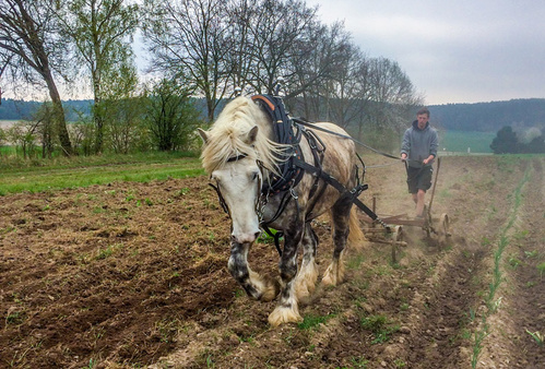 Grünland Bio Lieferant Michaelshof mit Pferd pflügen